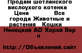 Продам шотланского вислоухого котенка › Цена ­ 10 000 - Все города Животные и растения » Кошки   . Ненецкий АО,Хорей-Вер п.